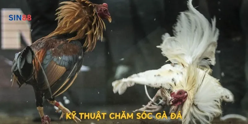 ky-thuat-cham-soc-ga-da